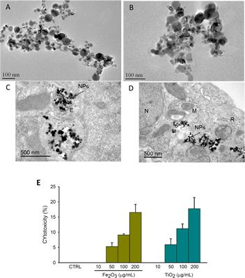 Biomechanical Response of Lung Epithelial Cells to Iron Oxide and Titanium Dioxide Nanoparticles